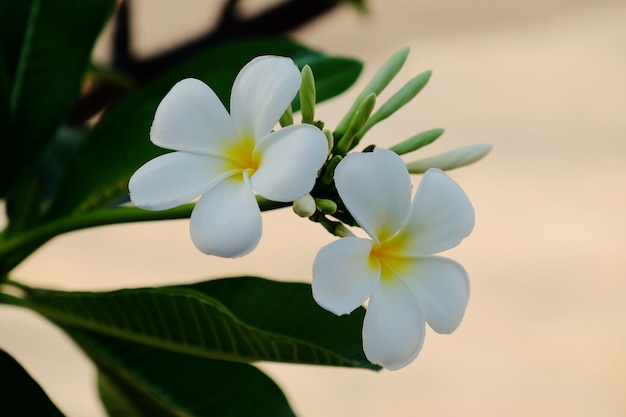 Beautiful flowers in the garden Blooming in the summer.