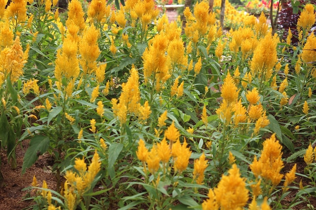 beautiful flowers in the garden