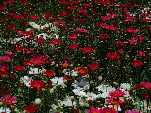 Beautiful flowers in the garden