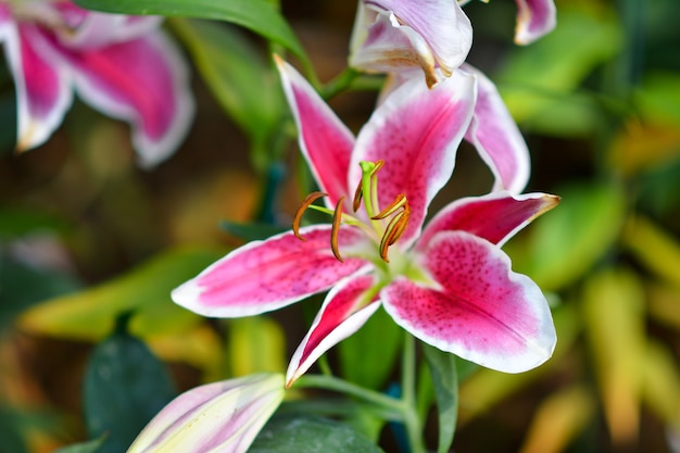 Beautiful flowers in the garden.