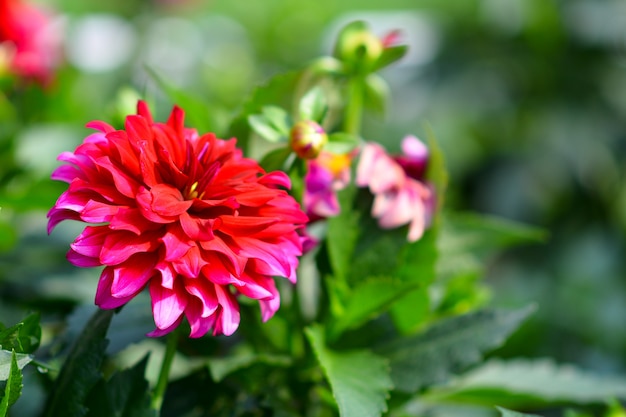 Beautiful flowers in the garden.