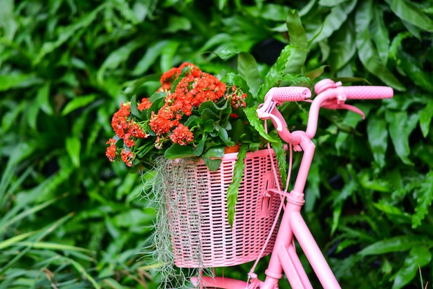 Beautiful flowers in the garden.