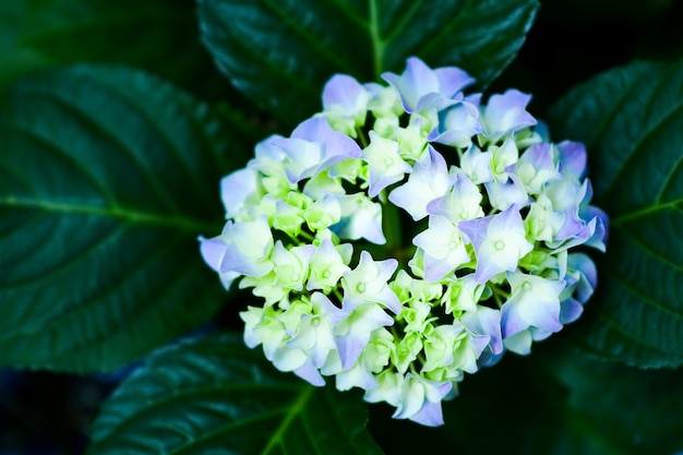 Beautiful flowers in the garden.