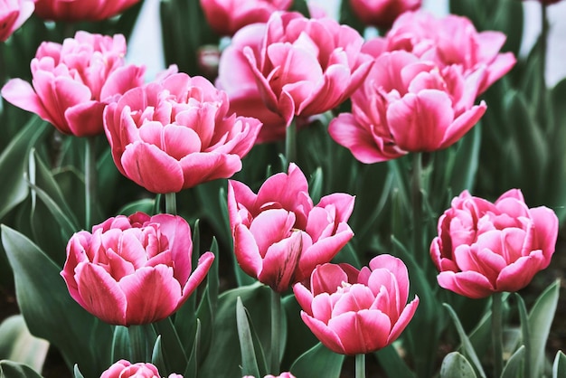 beautiful flowers in the garden