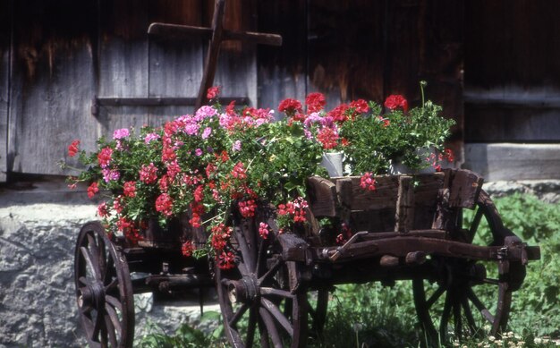 Beautiful flowers in the garden