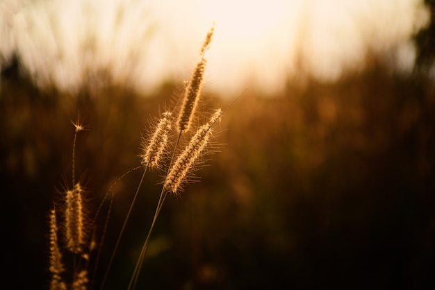 Beautiful  flowers grass in nature background.