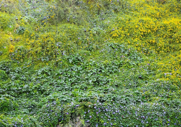 Beautiful flowers and green leaves on the wall Nature texture background