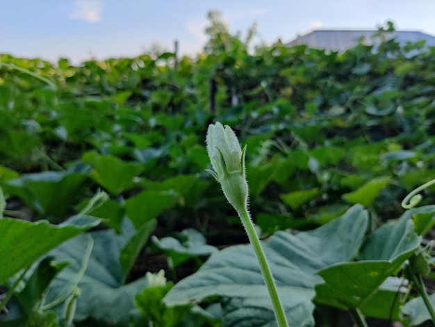 A beautiful flowers and green young leaves of the bottle gourd or pumpkin plant.