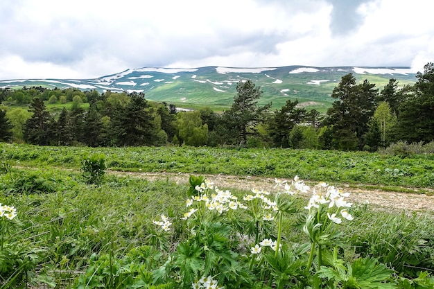 Beautiful flowers on the Lago Naki plateau Adygea Caucasus Mountains