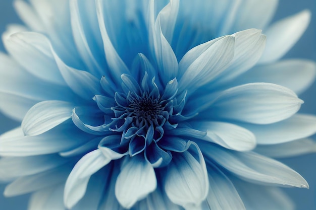 Beautiful flowers large bud blue dahlia on white background