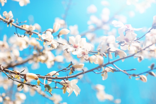 Beautiful flowers of a magnoliin background of the blue sky. Spring background. Selective focus.