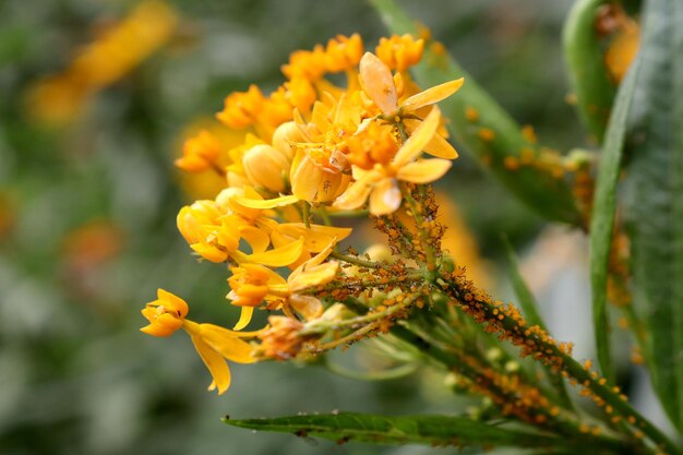 beautiful flowers and many insects