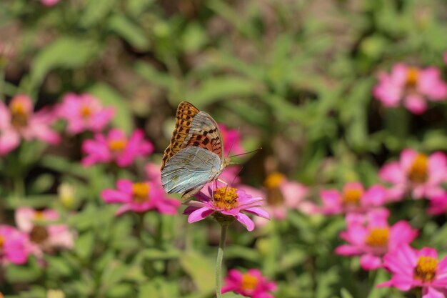 Beautiful flowers in nature