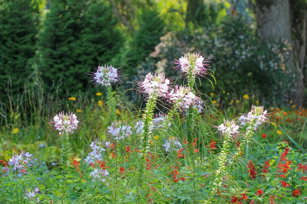 Beautiful flowers in nature