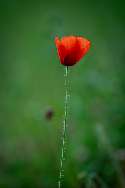 beautiful flowers in the park