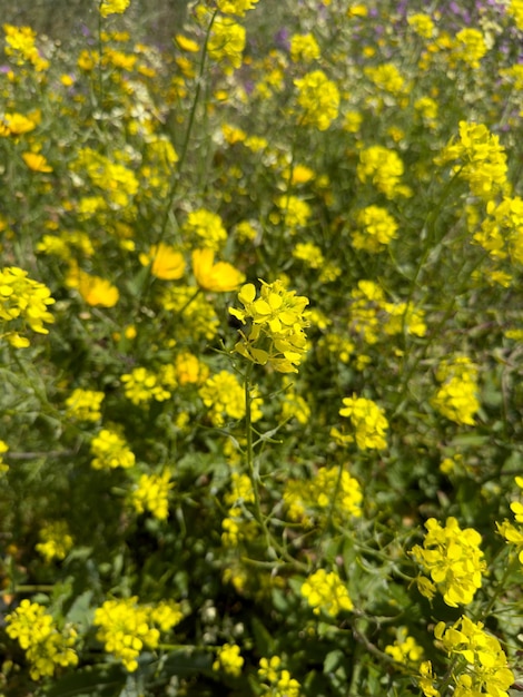 Beautiful flowers in summer