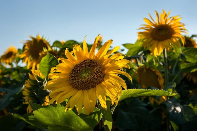 Beautiful flowers of sunflowers in a field with petals illuminated by the sun