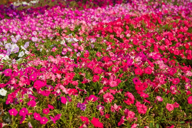 Beautiful flowers of Thailand