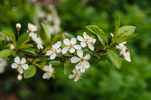 Beautiful flowers of tree cerasus close-up. 