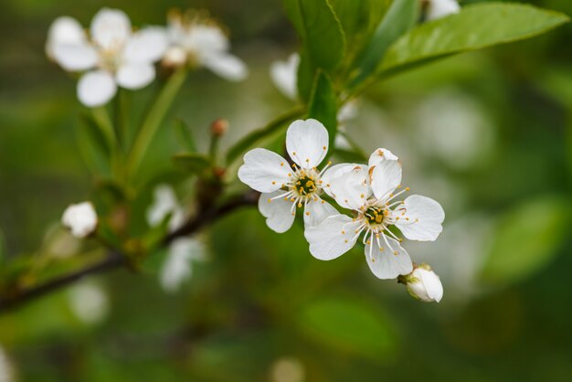 Beautiful flowers of tree cerasus close-up