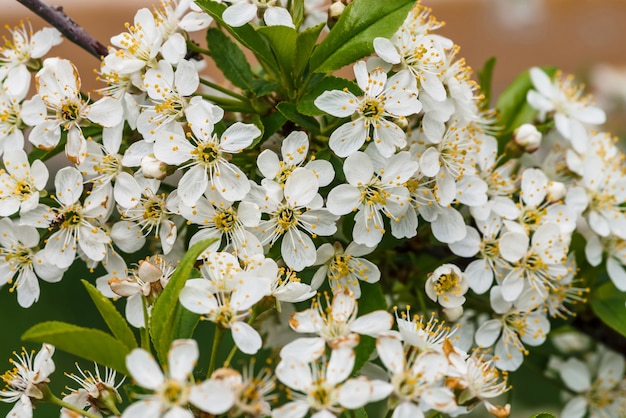 Beautiful flowers of tree cerasus.