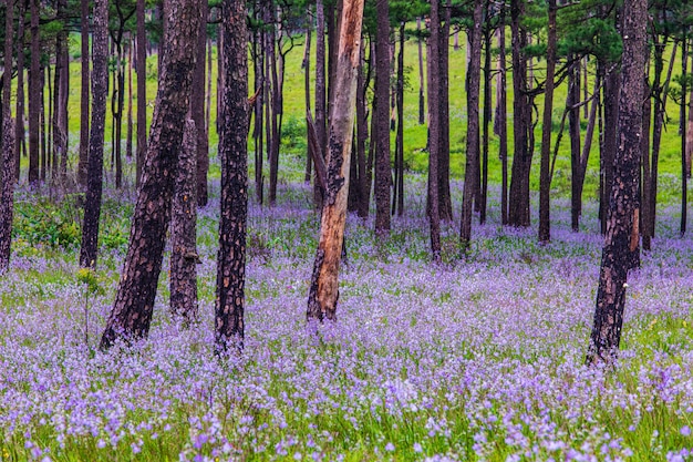 Beautiful flowers in the tree forest