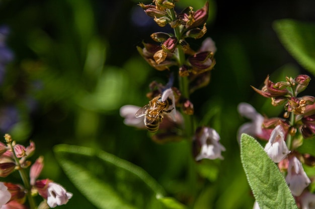 Beautiful flowers on which the bee sits