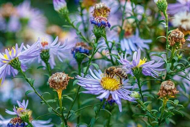 Beautiful flowers on which a wasp sits