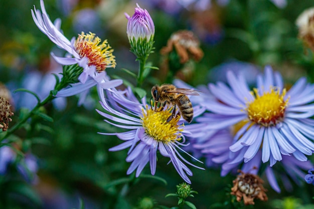 Beautiful flowers on which a wasp sits