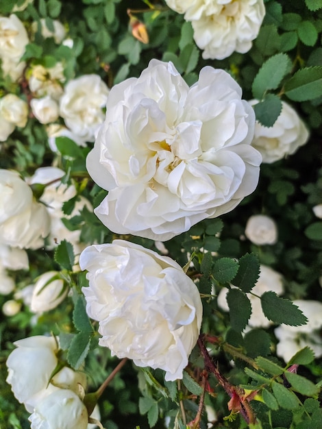 Beautiful flowers of white wild rose.