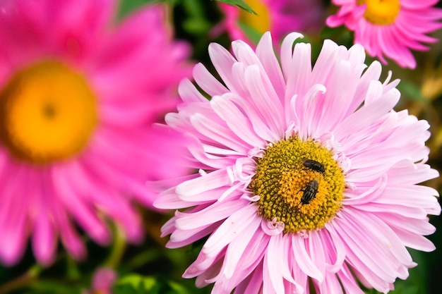 Beautiful flowers with flies in the pistils