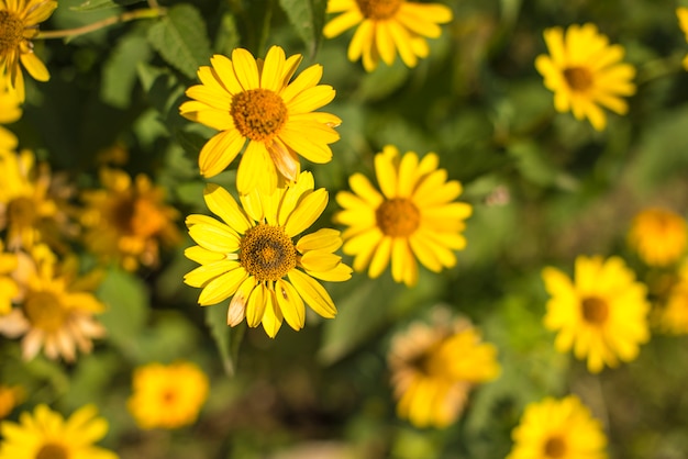 Beautiful flowers of yellow color against the bright foliage.