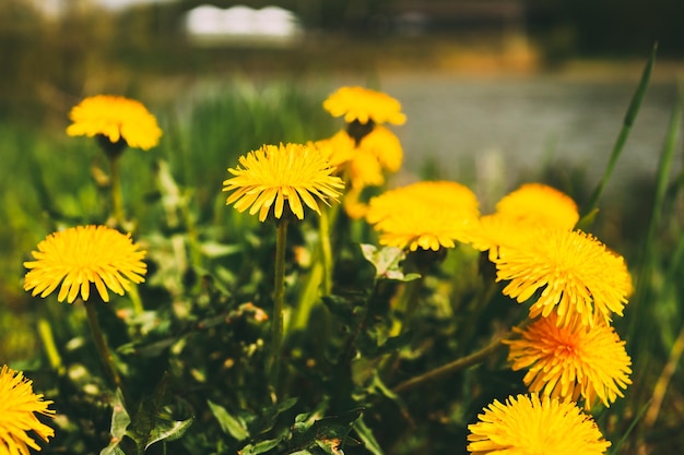 Beautiful flowers of yellow dandelions in nature in warm summer or spring on meadow in sunlight macro