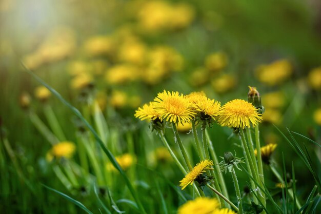 Beautiful flowers of yellow dandelions in nature in warm summer or spring on meadow in sunlight