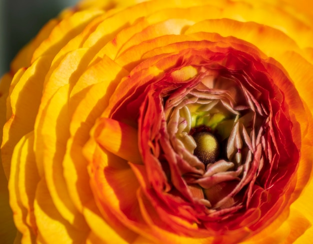 Beautiful flowers of yelloworange buttercup Ranunculus closeup