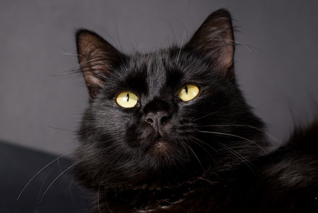 Beautiful fluffy black cat with yellow eyes