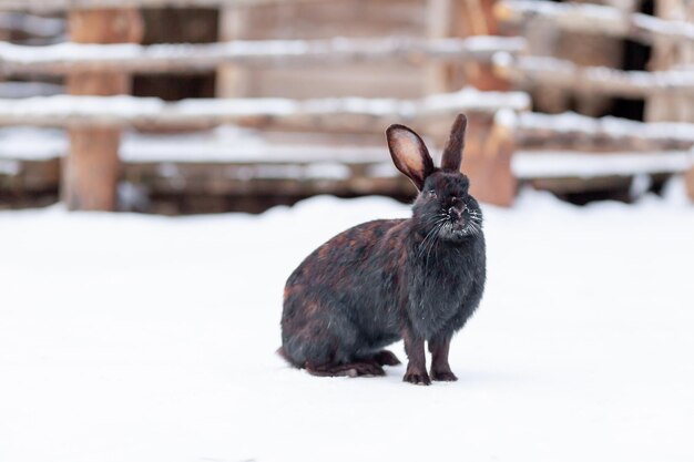 Beautiful, fluffy black rabbit in winter in the park or on the farm The rabbit sits waiting for food