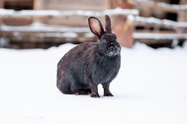 Beautiful, fluffy black rabbit in winter in the park or on the farm The rabbit sits waiting for food