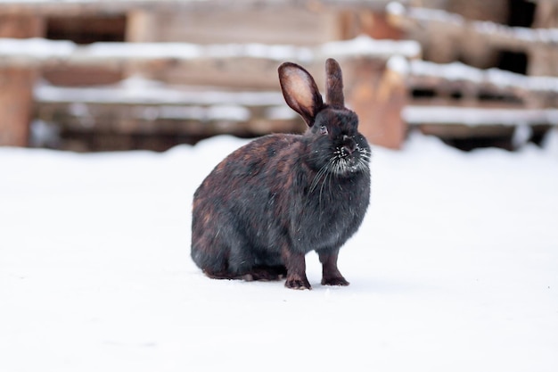 Beautiful fluffy black rabbit in winter in the park