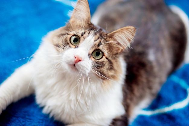 Beautiful fluffy cat lies on the couch and looks into the frame