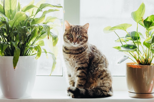 beautiful fluffy cat look at camera