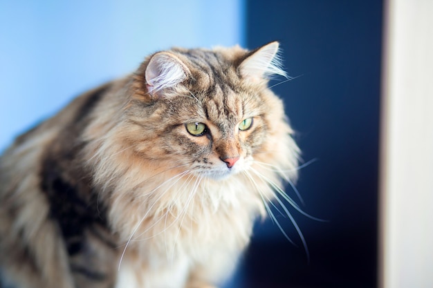 A beautiful fluffy cat of the Siberian breed sits in an apartment on the table