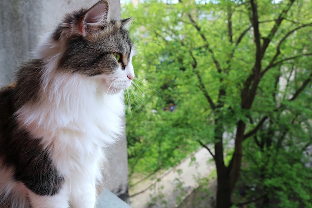 Beautiful fluffy cat sits on a windowsill against a background of bright green vegetation