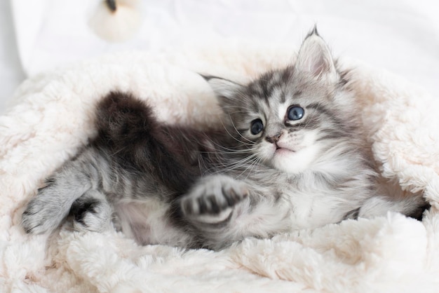 Beautiful fluffy gray Maine Coon kittens in a blanket on a light background Cute pets