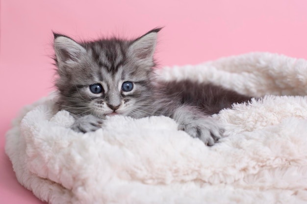 Beautiful fluffy gray Maine Coon kittens on a blanket on a pink background Cute pets