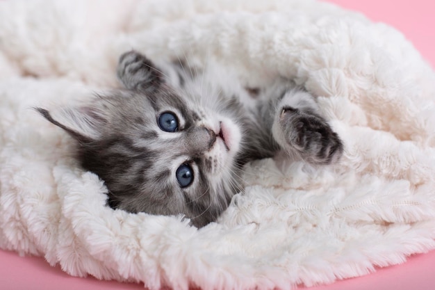 Beautiful fluffy gray Maine Coon kittens on a blanket on a pink background Cute pets