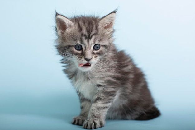 Beautiful fluffy gray Maine Coon kittens on a blue background Cute pets