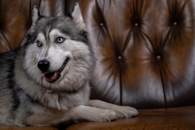 beautiful fluffy husky sits on a brown leather sofa portrait of a husky dog adult husky dog