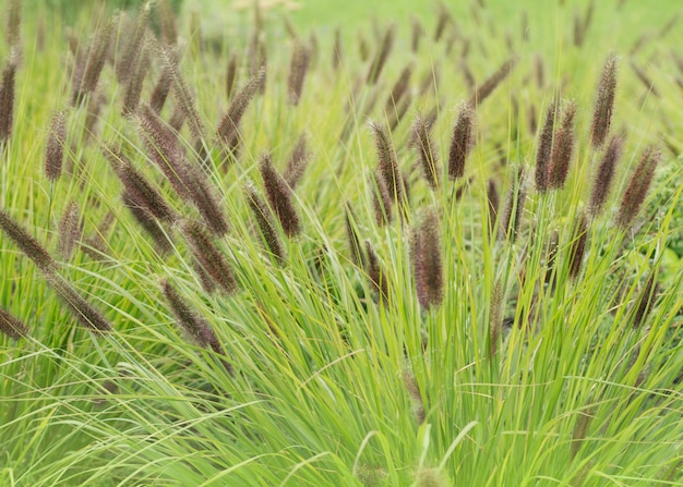 Beautiful fluffy Pennisetum bristly in the garden closeup