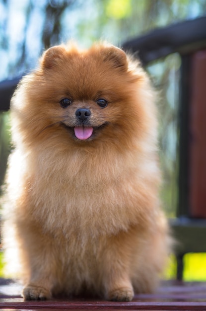 Beautiful and fluffy pomeranian dog. Dog on the bench in a park. Pomeranian on a walk